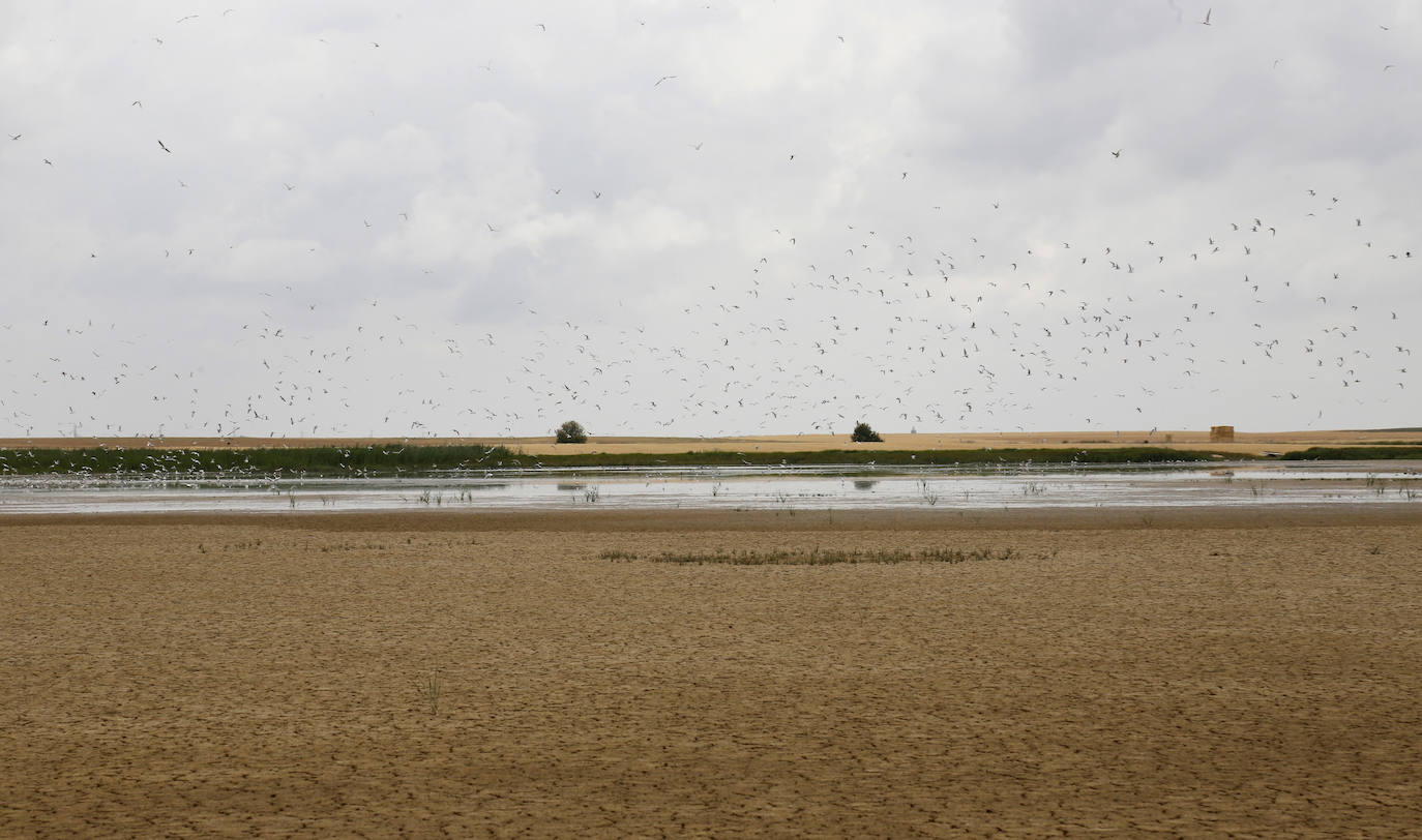 Fotos: Investigadores del Csic estudian la plaga de topillos en tierra de campos ( Palencia )