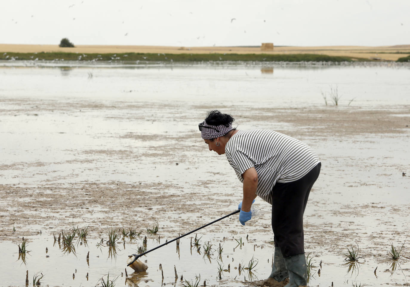 Fotos: Investigadores del Csic estudian la plaga de topillos en tierra de campos ( Palencia )