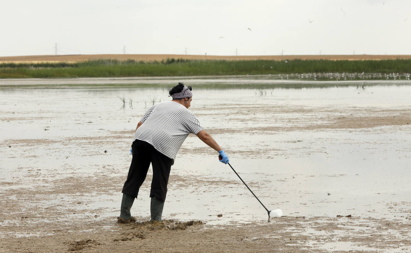 Fotos: Investigadores del Csic estudian la plaga de topillos en tierra de campos ( Palencia )