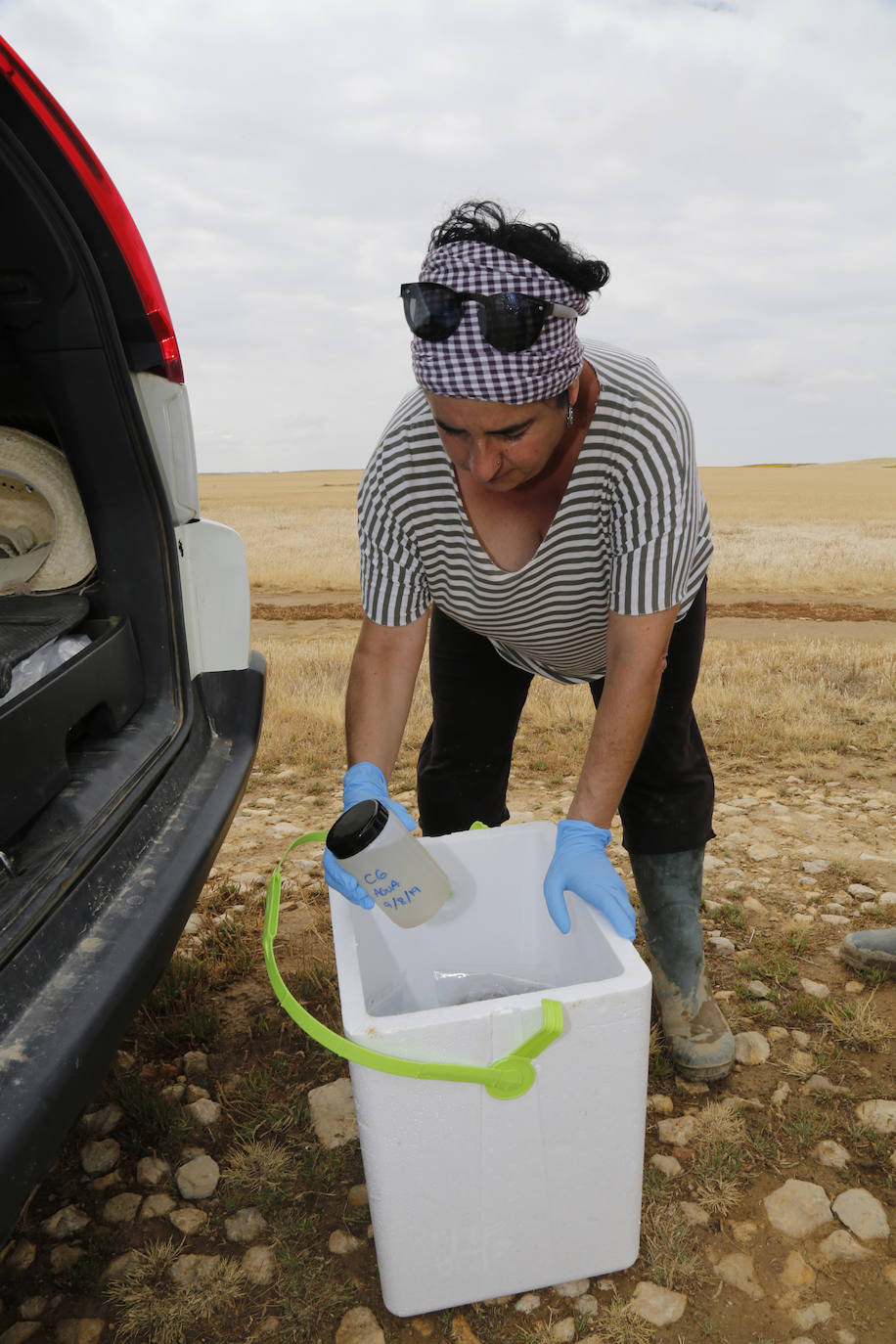 Fotos: Investigadores del Csic estudian la plaga de topillos en tierra de campos ( Palencia )