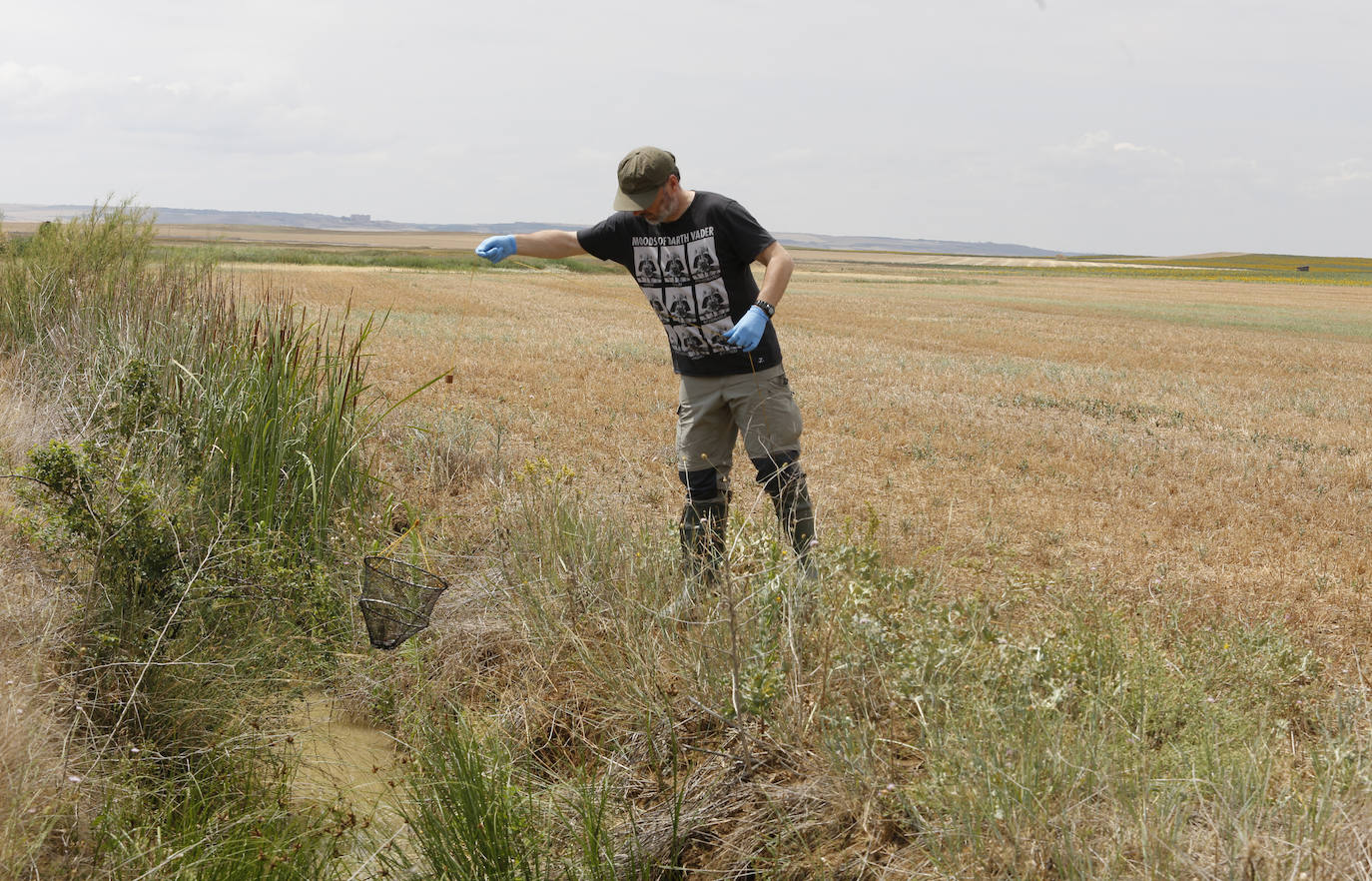 Fotos: Investigadores del Csic estudian la plaga de topillos en tierra de campos ( Palencia )