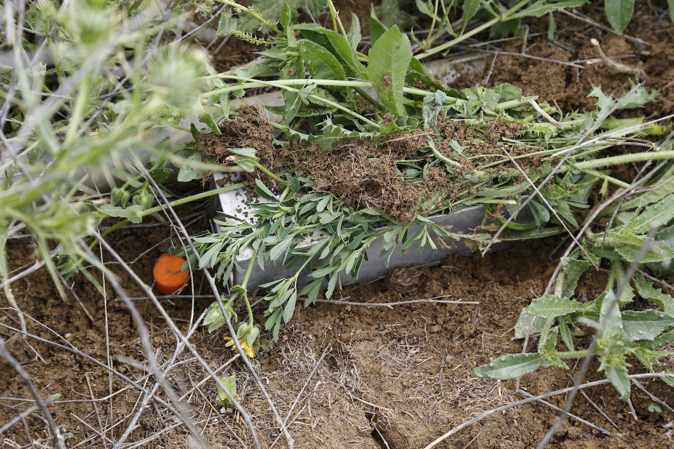 Fotos: Investigadores del Csic estudian la plaga de topillos en tierra de campos ( Palencia )