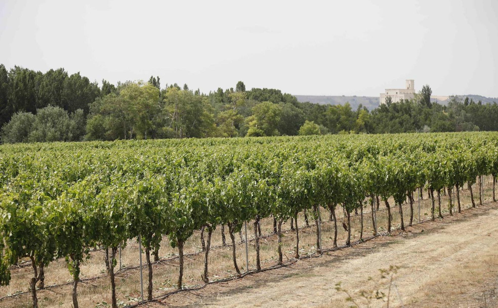 Viñedo en San Martín de Rubiales (Burgos), de la Bodega Legaris. 