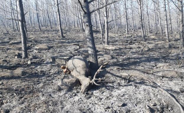 Animal muerto en el incendio de Sotillo de la Adrada 