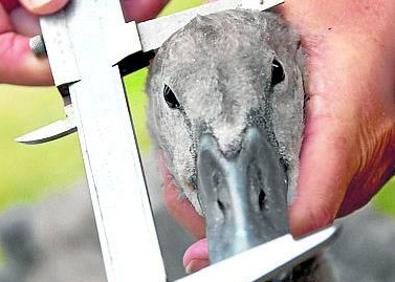 Imagen secundaria 1 - Atrapan a los cisnes para medirlos, pesarlos y anillarlos antes de devolverlos a la libertad. 