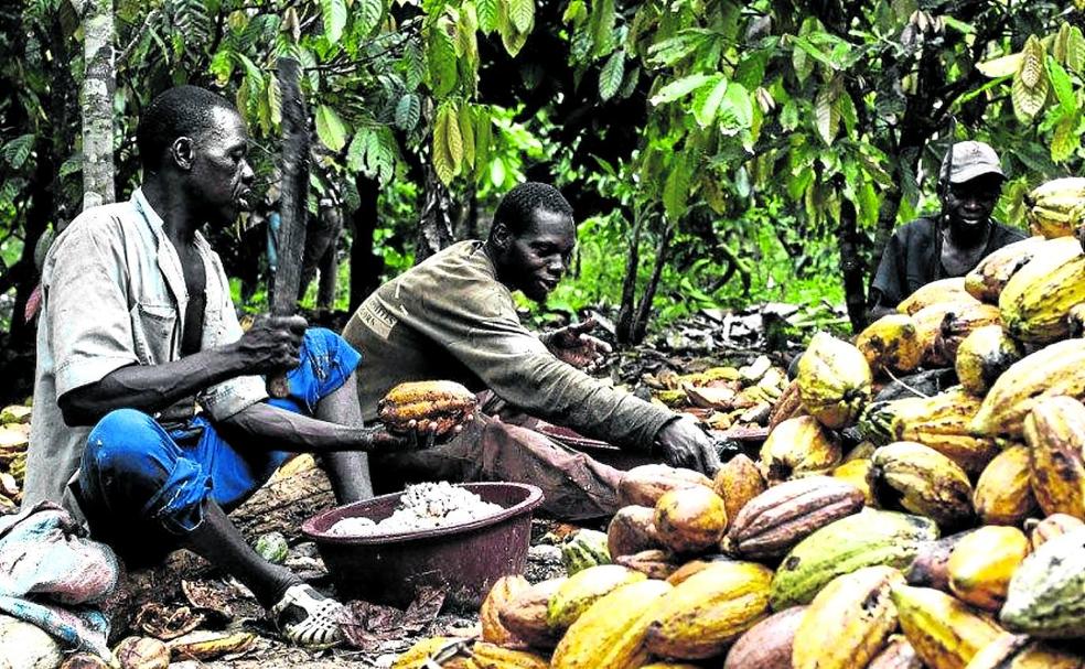 Campesinos de Costa de Marfil recolectan el fruto del cacao para su traslado a Europa. 