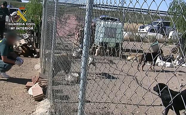 Estado en el que se encontraba el criadero de perros. 