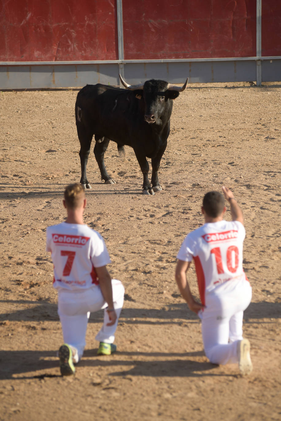 Fotos: Concurso de cortes en Matapozuelos