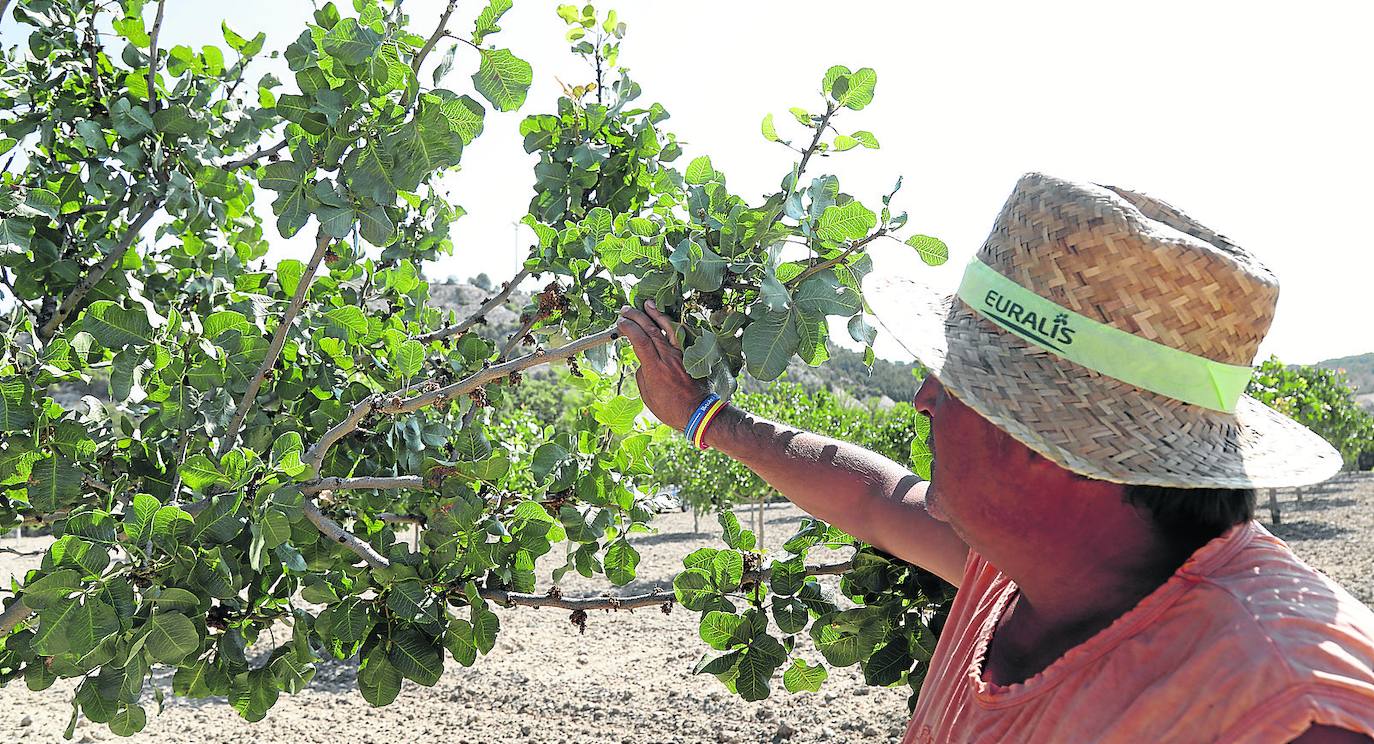 Jesús Mari Moratinos, en la plantación de pistachos en Población de Cerrato.