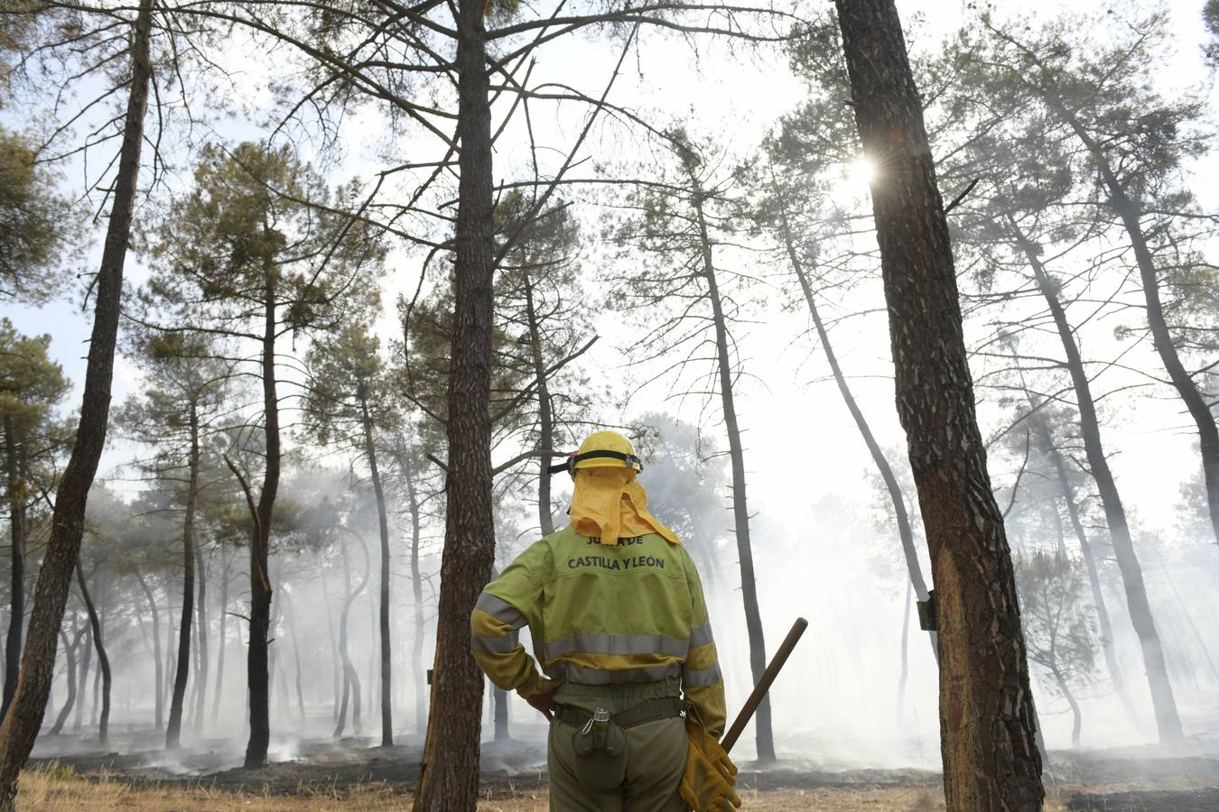 El incendio se ha declarado alrededor de las 15:00 horas en un pinar, en el área recreativa del Puente Hinojo.