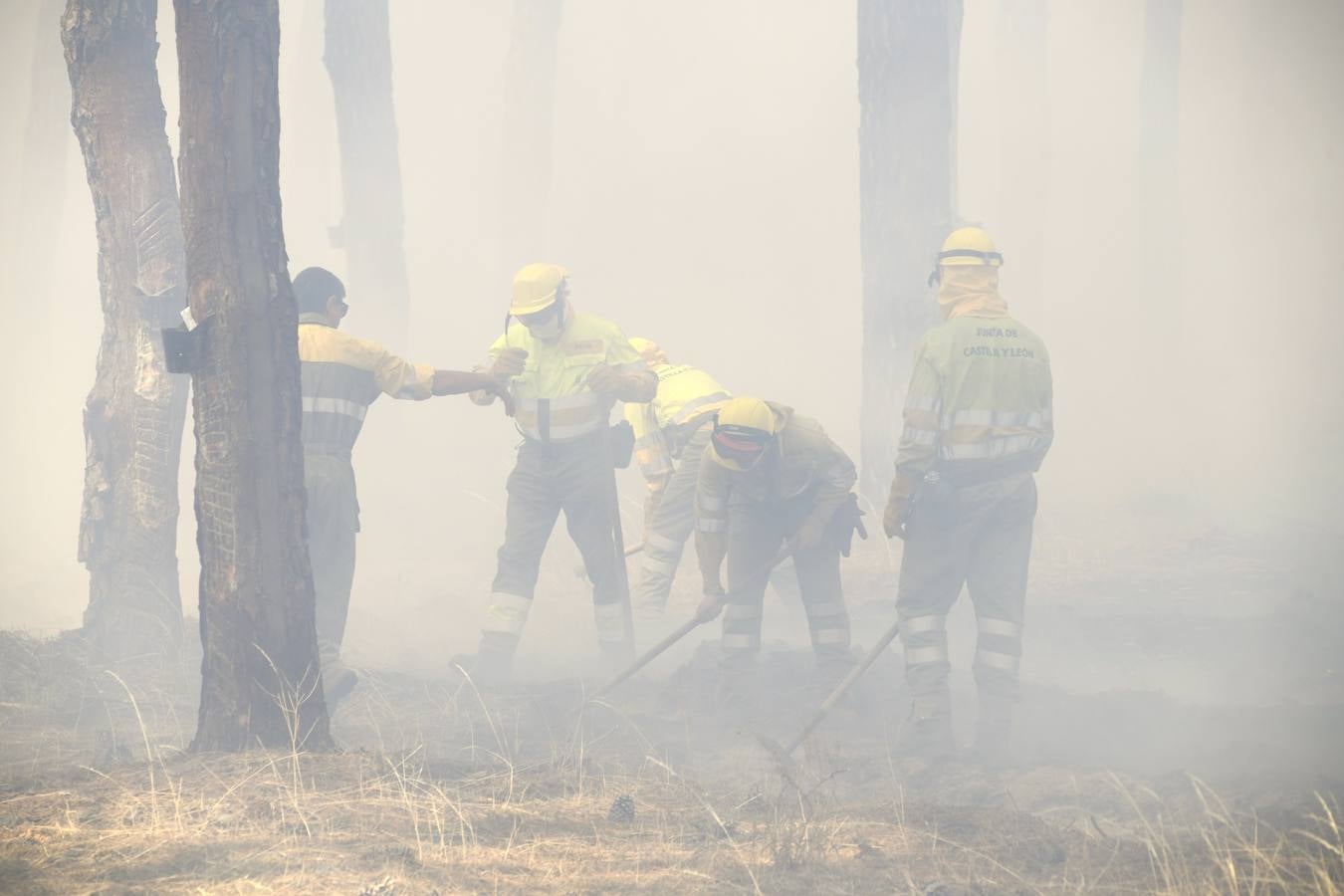 El incendio se ha declarado alrededor de las 15:00 horas en un pinar, en el área recreativa del Puente Hinojo.
