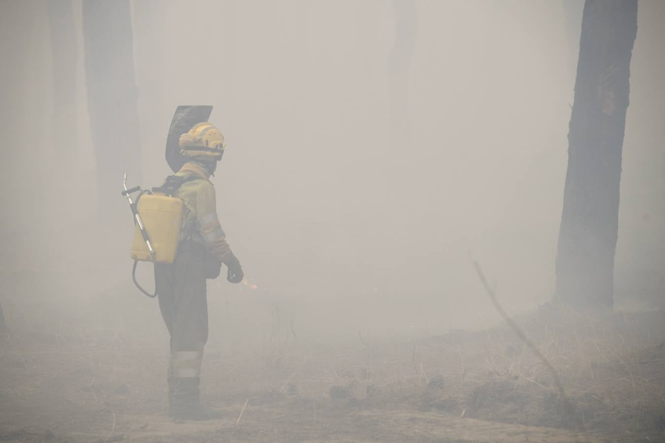 El incendio se ha declarado alrededor de las 15:00 horas en un pinar, en el área recreativa del Puente Hinojo.