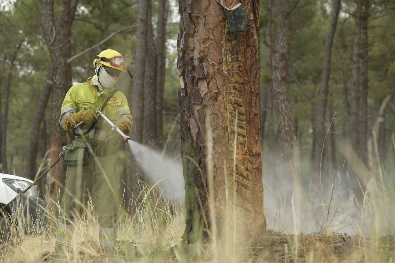 El incendio se ha declarado alrededor de las 15:00 horas en un pinar, en el área recreativa del Puente Hinojo.