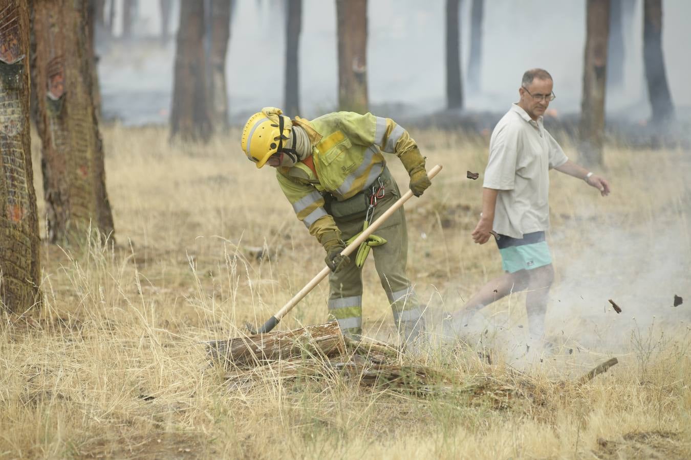 El incendio se ha declarado alrededor de las 15:00 horas en un pinar, en el área recreativa del Puente Hinojo.
