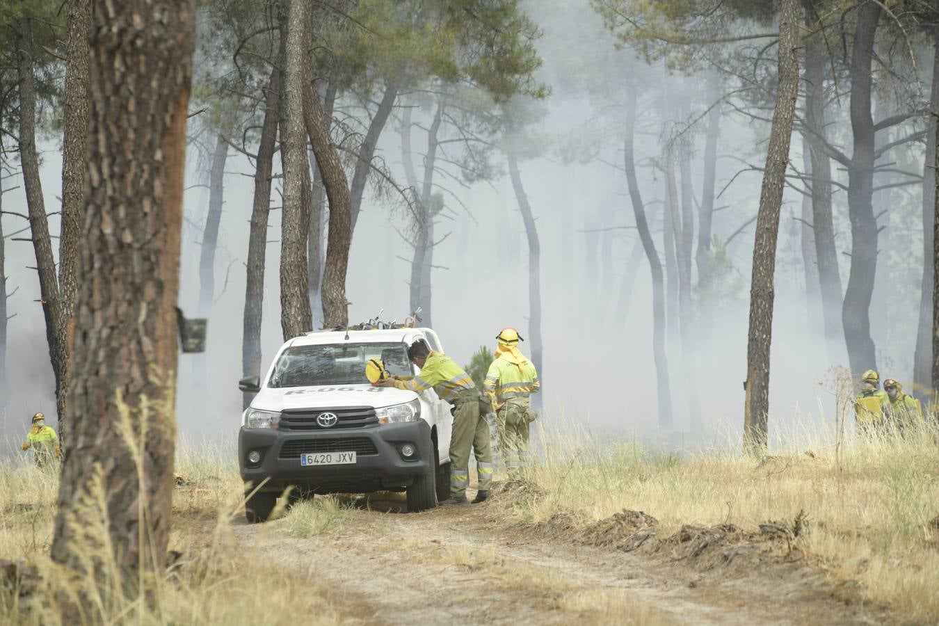 El incendio se ha declarado alrededor de las 15:00 horas en un pinar, en el área recreativa del Puente Hinojo.