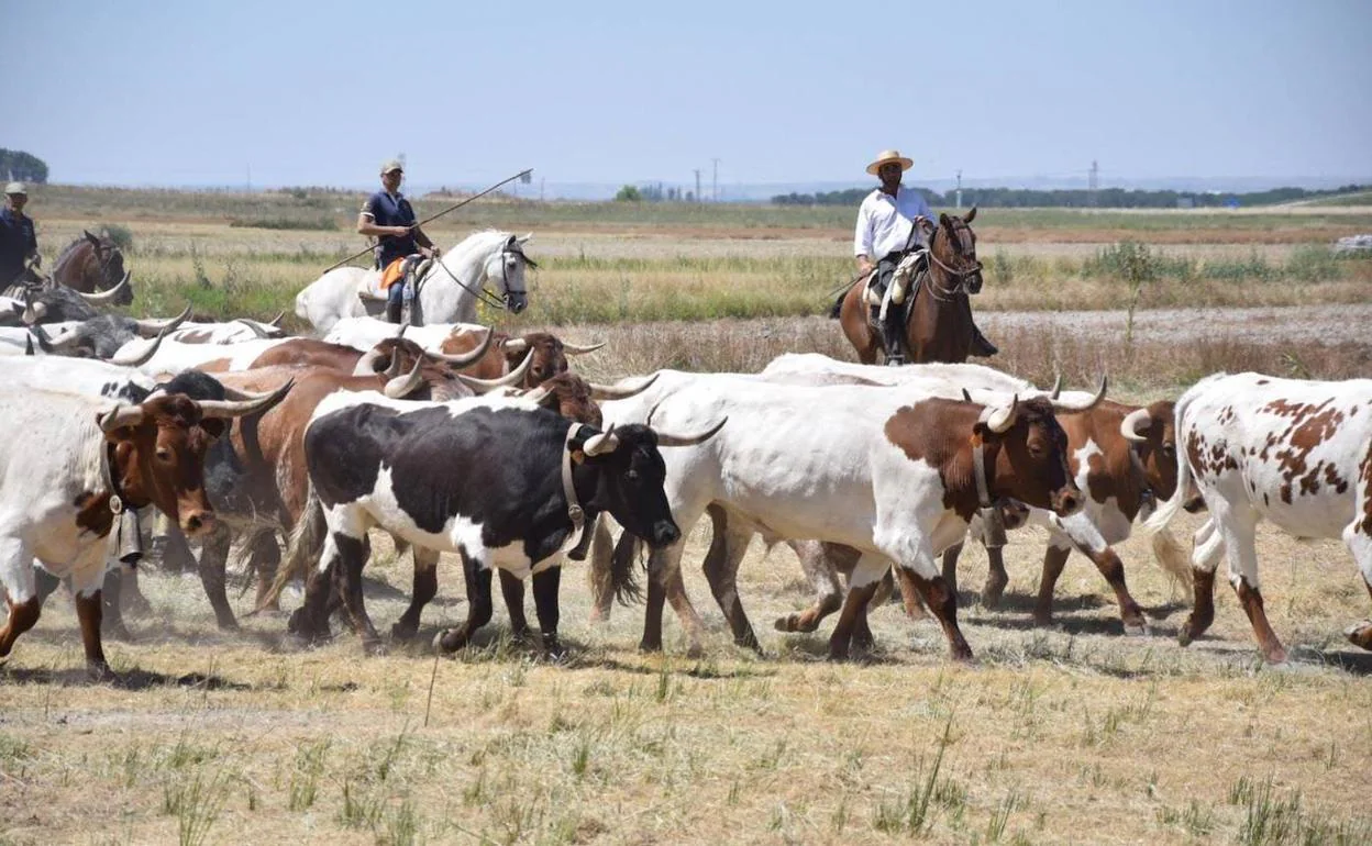 Bueyes durante su recorrido por la Cañada Real en 2018.