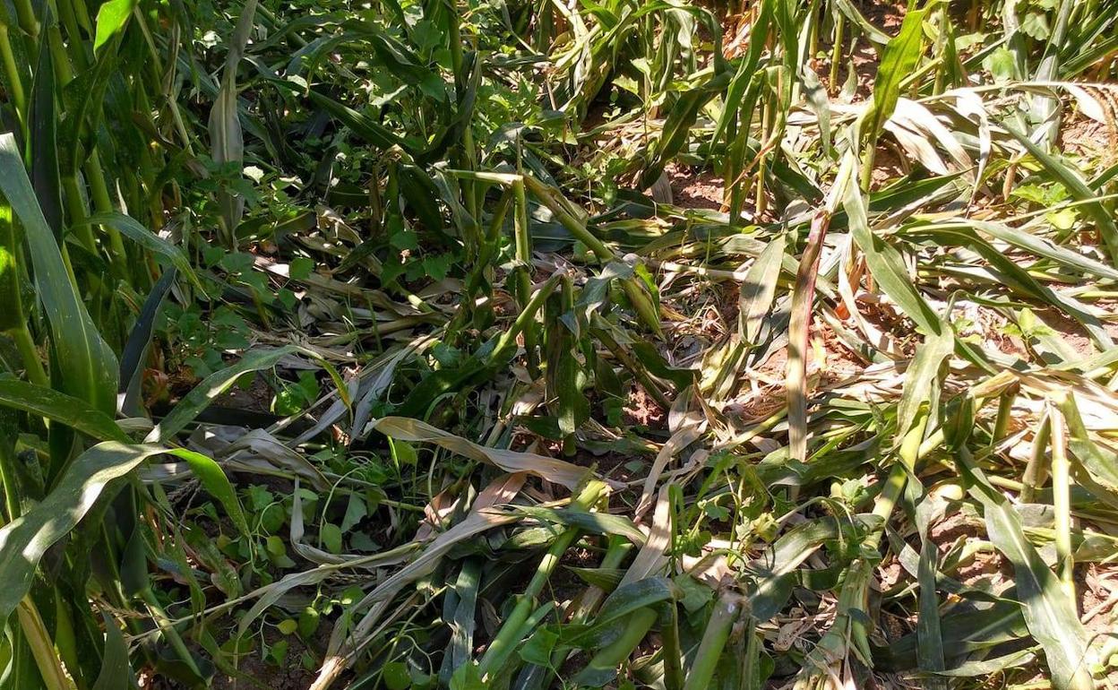 Los destrozos de los jabalíes. 