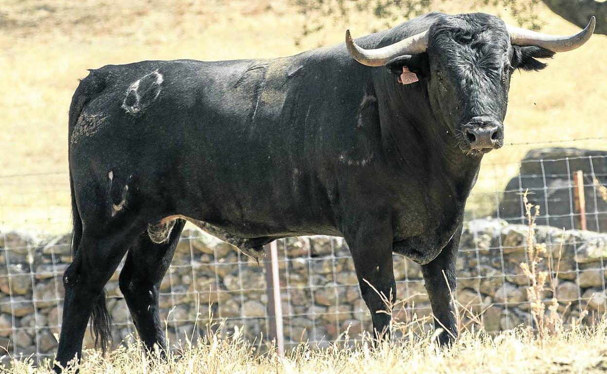 Uno de los 'adolfos' que se liadarán en la plaza cubierta de Íscar el 4 de agosto.