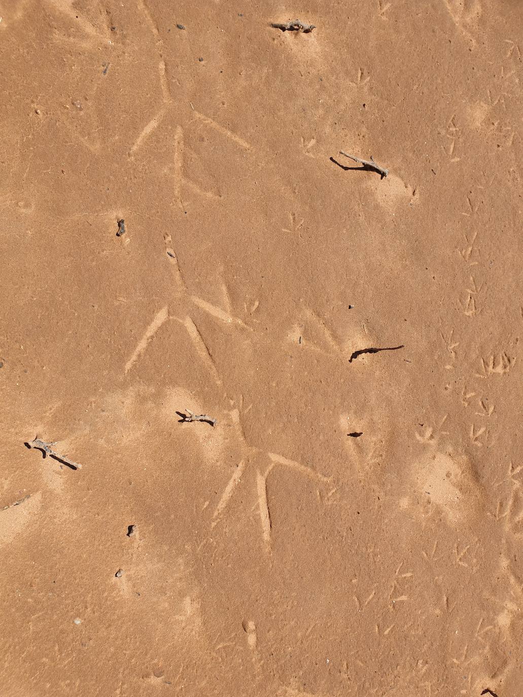 Fotos: La sequía produce estragos en el embalse de Aguilar de Campoo