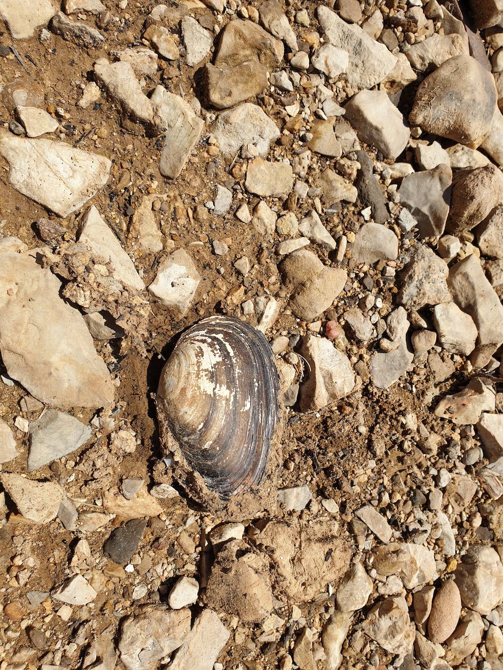 Fotos: La sequía produce estragos en el embalse de Aguilar de Campoo
