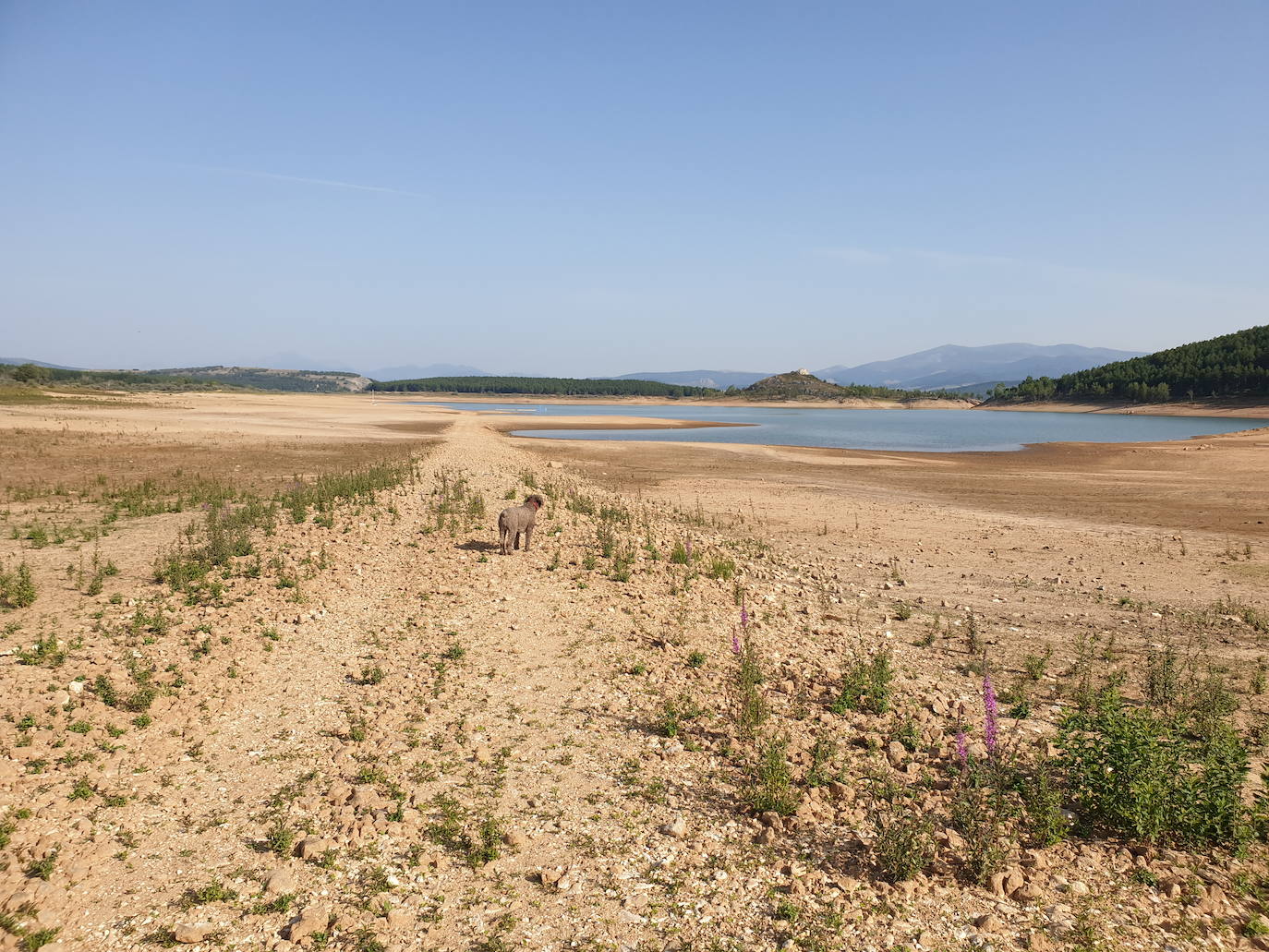 Fotos: La sequía produce estragos en el embalse de Aguilar de Campoo