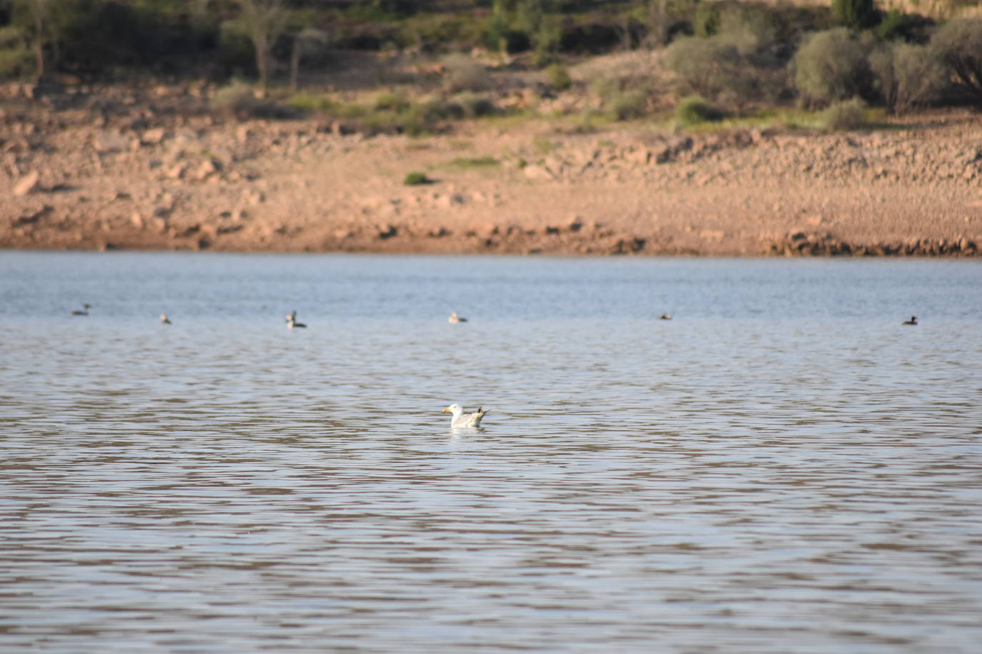 Fotos: La sequía produce estragos en el embalse de Aguilar de Campoo