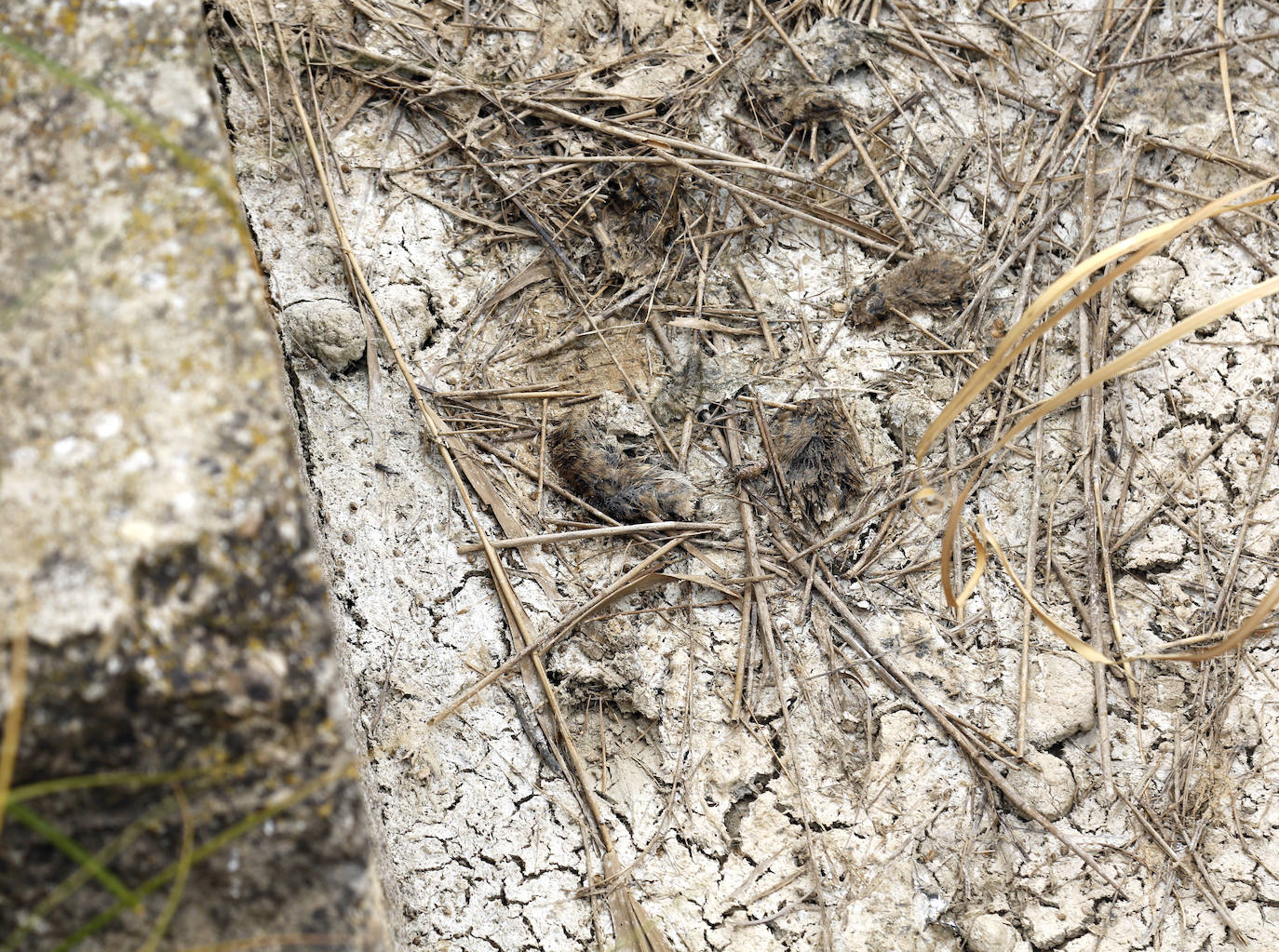 Fotos: Así está el río Valdeginate un mes despúes de que Asaja denunciara la muerte de miles de topillos