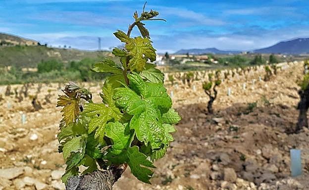 Viña Garugele, reconocida como Viñedo Singular por el Ministerio de Agricultura. 