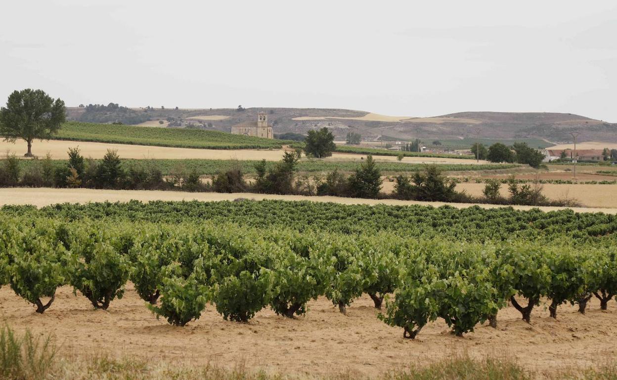 Viñedo en Olmedillo de Roa (Burgos) de la Bodega Legaris, de la Denominación de Origen Ribera del Duero. 