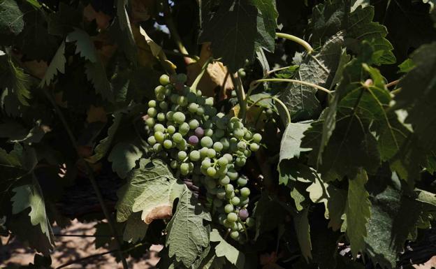 Las uva de tempranillo está empezando a enverar en este viñedo del entorno de Peñafiel, en plena Ribera del Duero vallisoletana. 