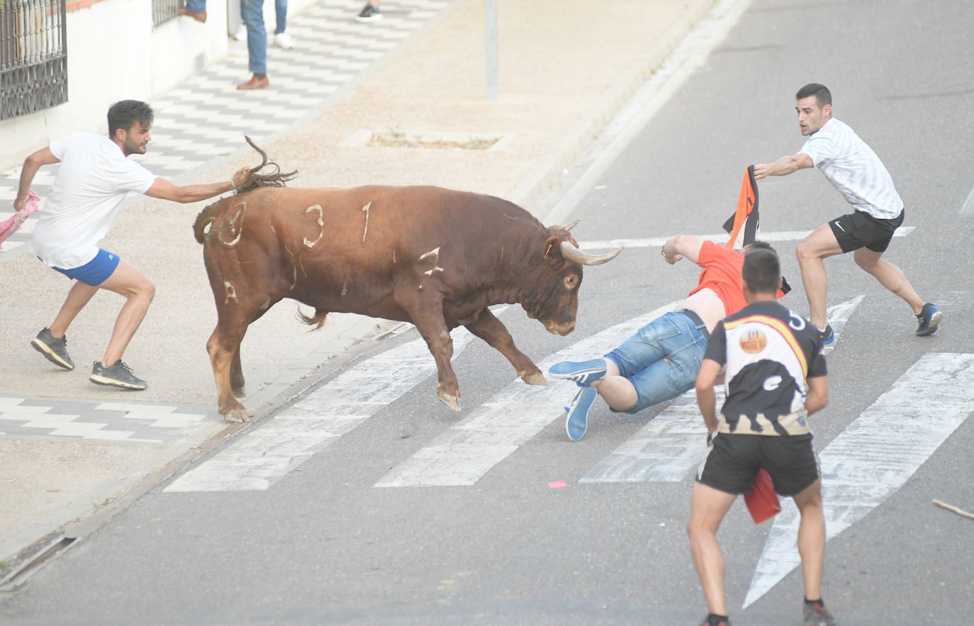 Un vecino de La Seca -F. S. de 45 años- ha resultado herido grave tras ser corneado en el encierro celebrado este sábado