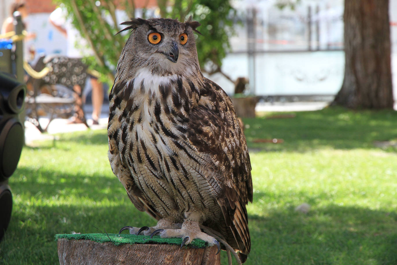 Fotos: XVII Fiesta del Sinodal de Aguilafuente