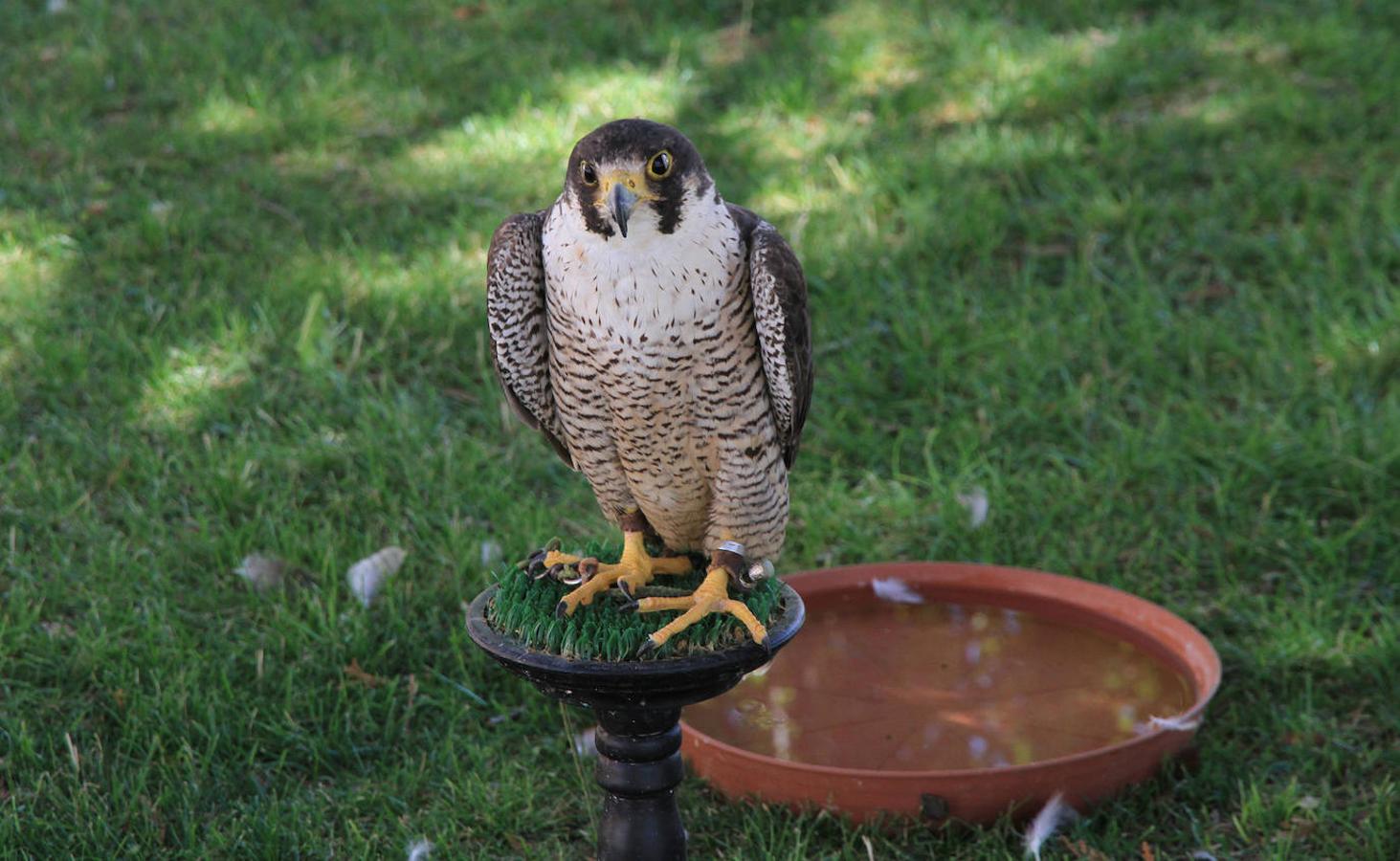 Fotos: XVII Fiesta del Sinodal de Aguilafuente