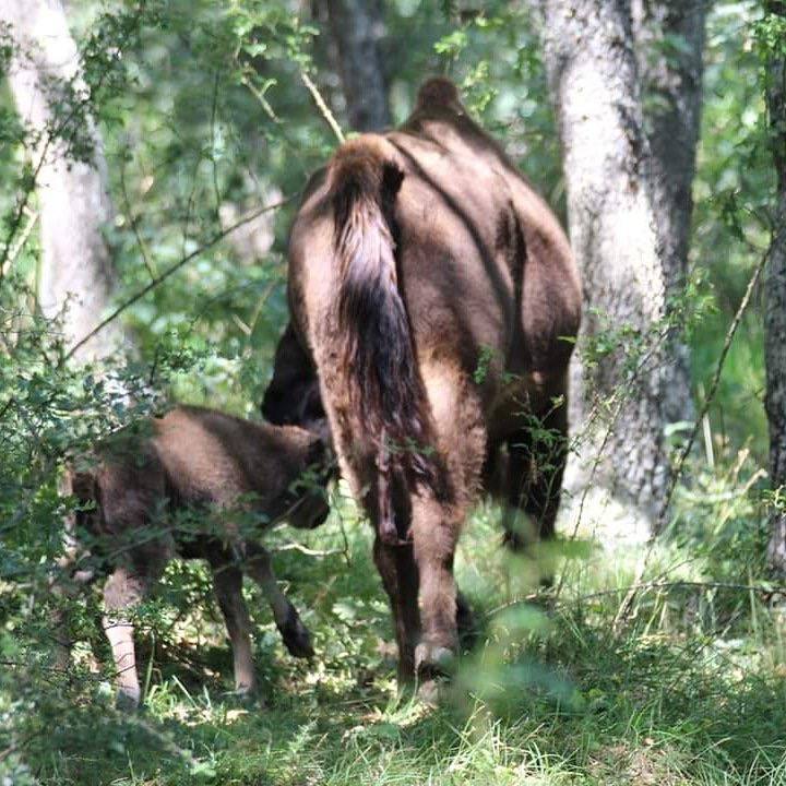 La nueva cría de bisonte, con su madre. 