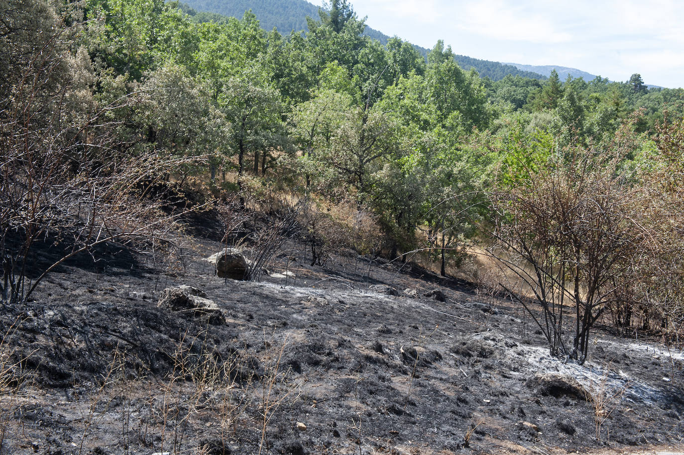 Suelo arrasado en la zona donde se inició el incendio.