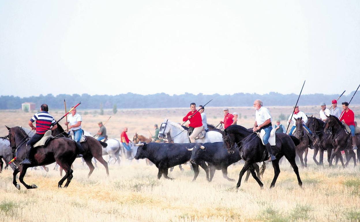 Fiestas de San Antolin 2018 en Medina del Campo, Valladolid.