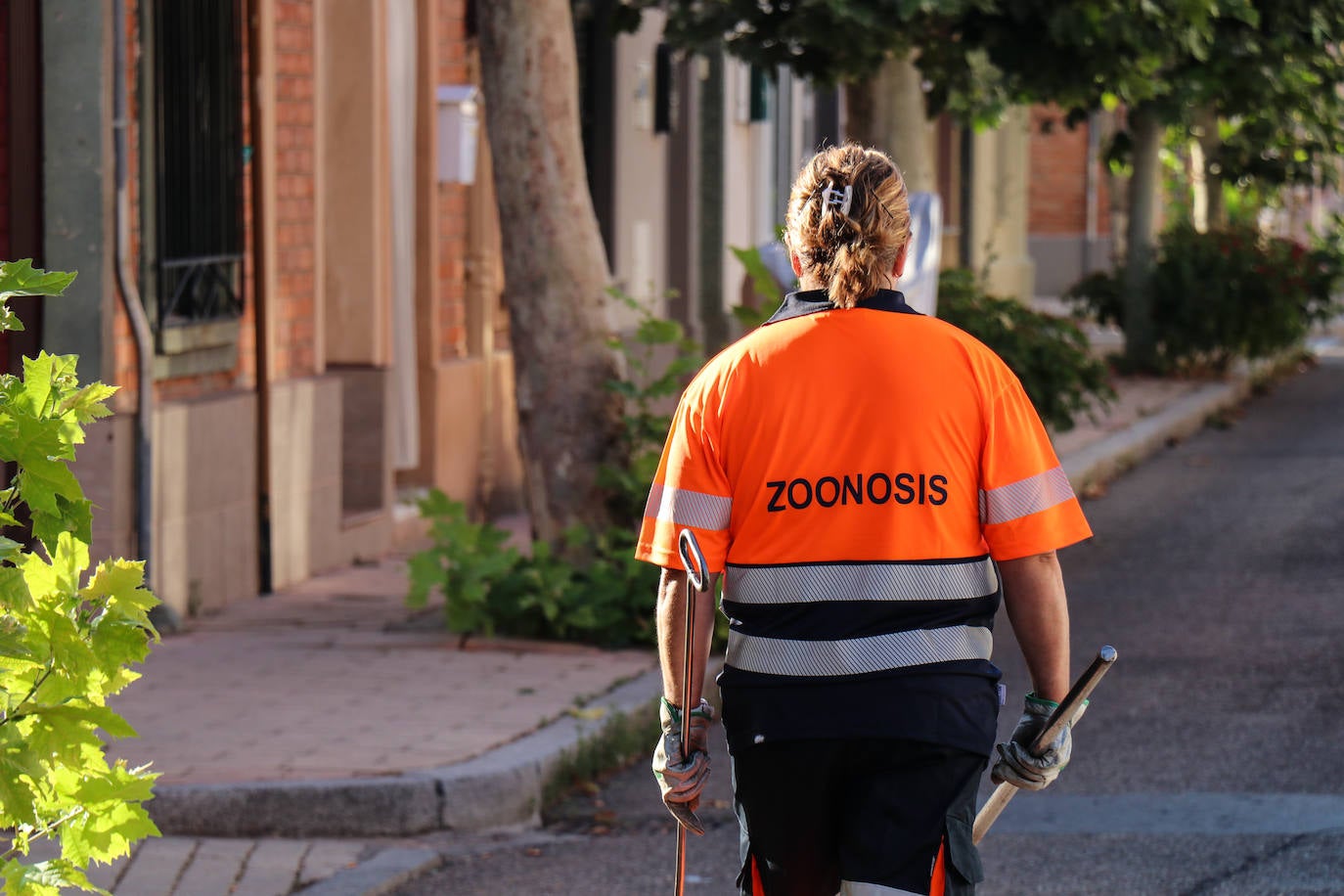 Organizados en equipos de tres miembros con turnos rotativos, debido al desgaste de la actividad, la brigada planifica el despliegue de su campaña en relación a las denuncias recogidas por el teléfono de atención al ciudadano 010 y la observación directa de sus operarios.