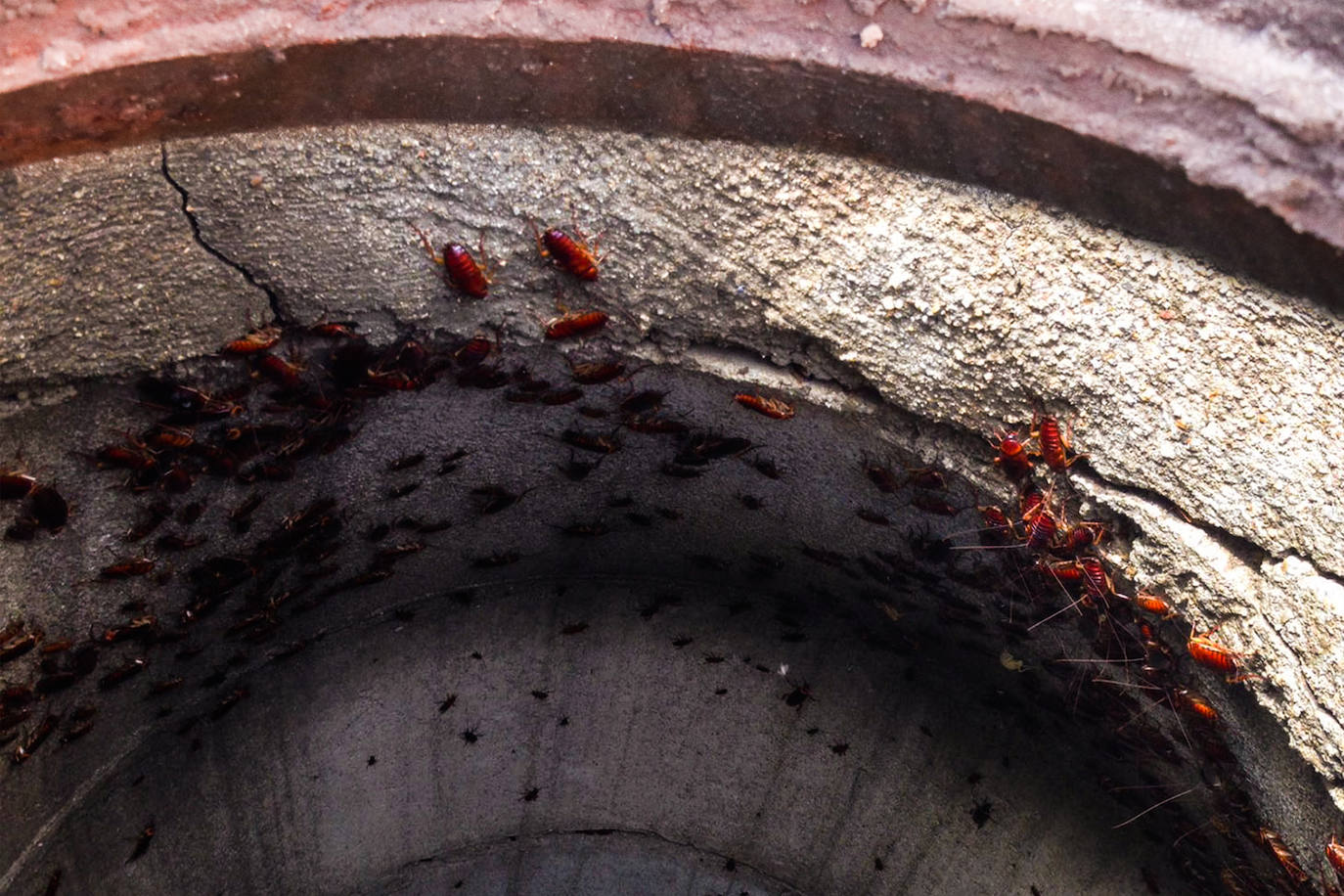 Organizados en equipos de tres miembros con turnos rotativos, debido al desgaste de la actividad, la brigada planifica el despliegue de su campaña en relación a las denuncias recogidas por el teléfono de atención al ciudadano 010 y la observación directa de sus operarios.