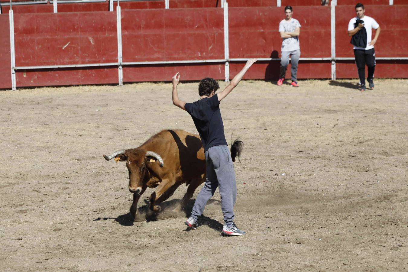 La capea fue entretenida gracias al ganado y a un grupo de cortadores, que no cesaron en su intento hasta lograr unos buenos cortes