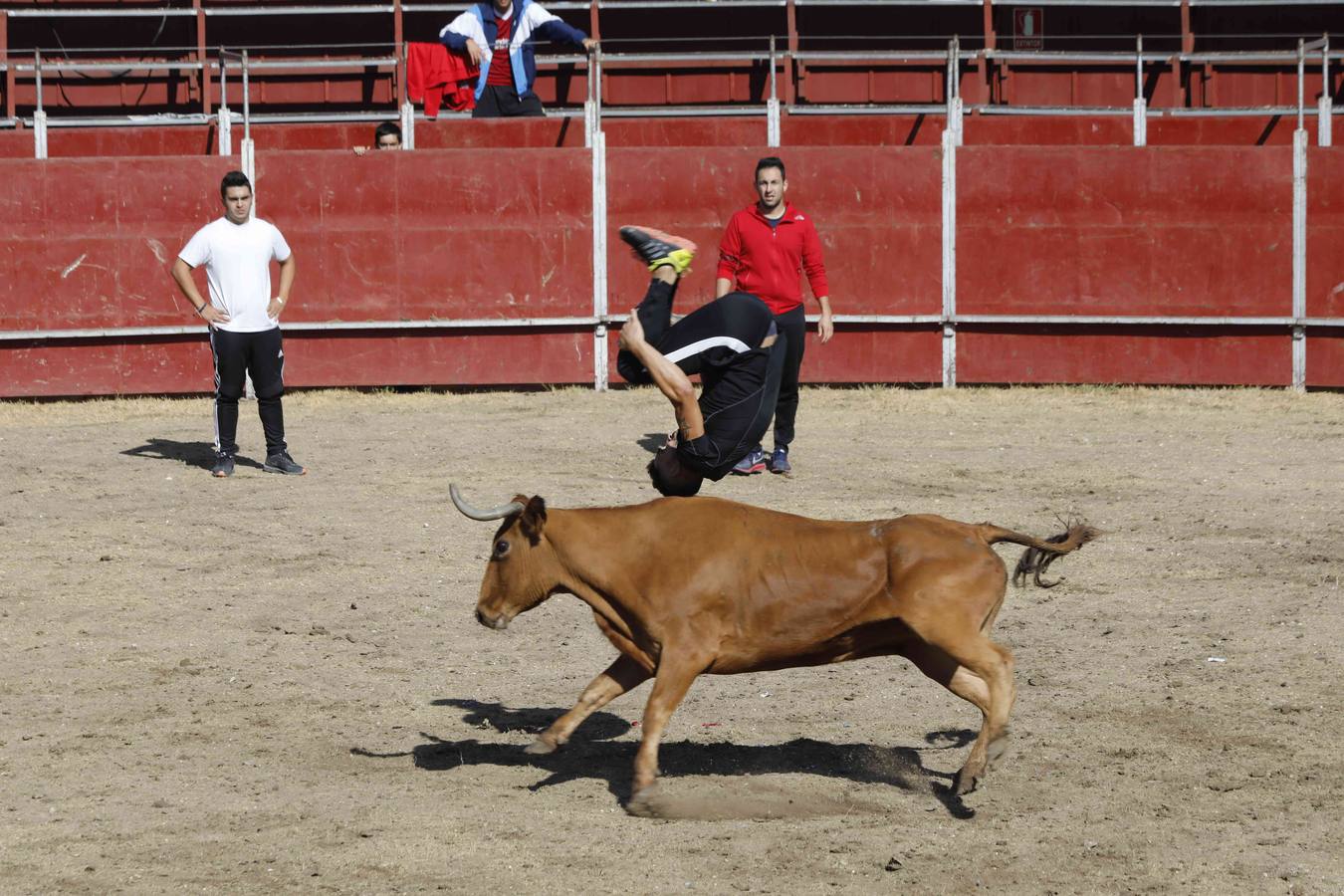 La capea fue entretenida gracias al ganado y a un grupo de cortadores, que no cesaron en su intento hasta lograr unos buenos cortes