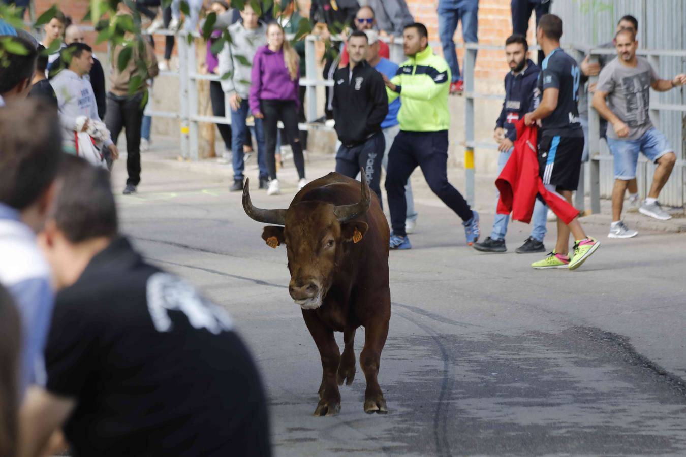 La capea fue entretenida gracias al ganado y a un grupo de cortadores, que no cesaron en su intento hasta lograr unos buenos cortes