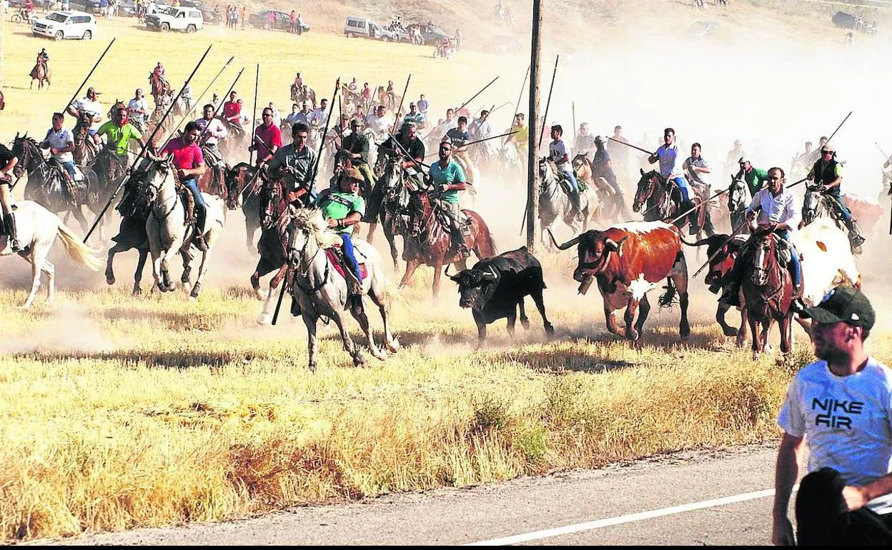 Decenas de caballistas guiaban a la manada en el encierro de campo del lunes en las fiestas de Íscar de este año. 