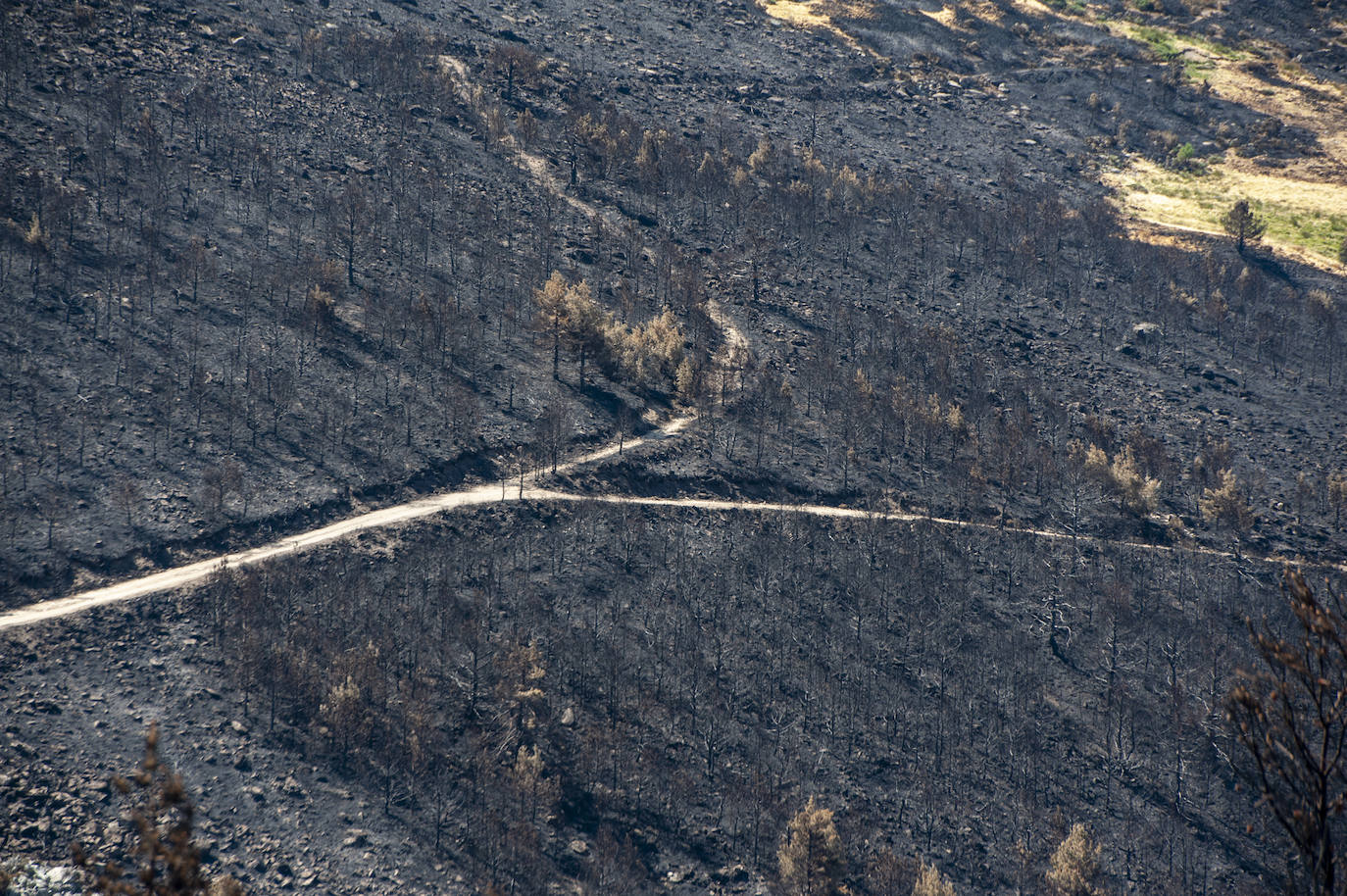 Recorrido por la devastación natural de una parte de la sierra de Guadarrama que ha quedado arrasada por las llamas del incendio que se declaró en La Granja hace nueve días