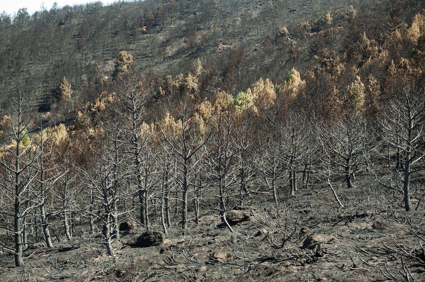 Los datos provisionales señalan que el fuego declarado hace nueve días en La Granja ha destruido unas 370 hectáreas,el 80% en terrenos particulares. Una buena parte de la superficie arrasada está dentro del Parque Nacional Sierra de Guadarrama 