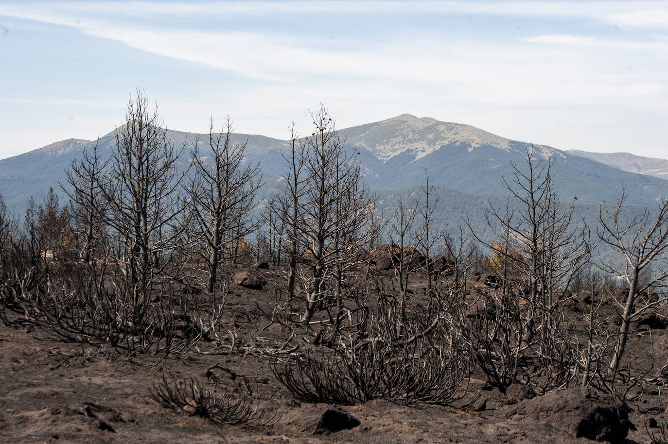 Los datos provisionales señalan que el fuego declarado hace nueve días en La Granja ha destruido unas 370 hectáreas,el 80% en terrenos particulares. Una buena parte de la superficie arrasada está dentro del Parque Nacional Sierra de Guadarrama 