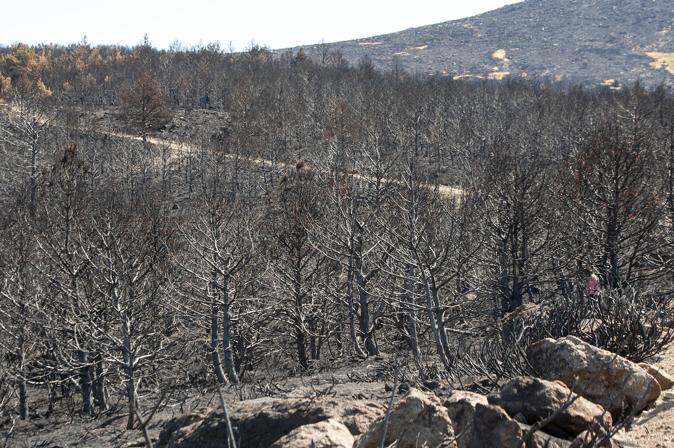 Los datos provisionales señalan que el fuego declarado hace nueve días en La Granja ha destruido unas 370 hectáreas,el 80% en terrenos particulares. Una buena parte de la superficie arrasada está dentro del Parque Nacional Sierra de Guadarrama 