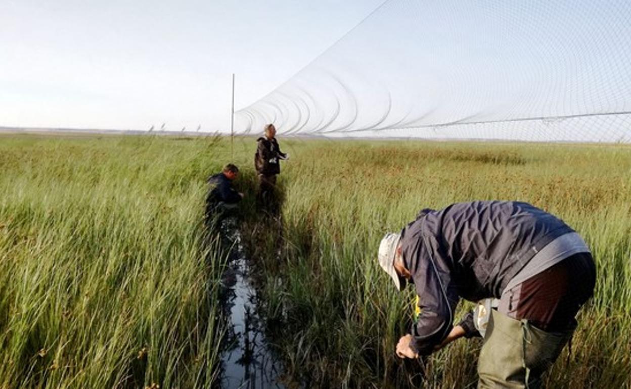 Varias personas participan en un voluntariado ambiental en Palencia dentro del programa LIFE Paludicola, por el que los participantes contribuyen tanto al estudio y seguimiento de aves migratorias como a la protección del valor medio ambiental de los humedales, los ecosistemas más amenazados de Europa. 