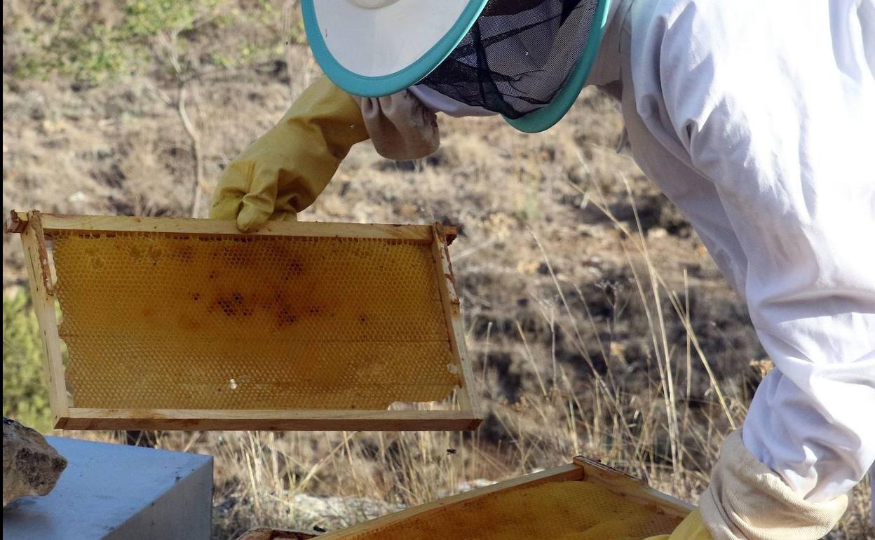 Un apicultor trabaja en una colmena.