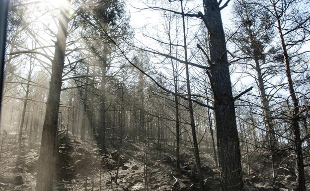 López-Escobar: «En el punto exacto del origen del incendio no se han encontrado cristales, aunque los hay en la zona»