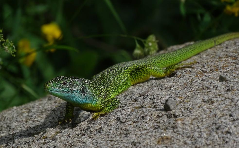 Una 'Lacerta bilineata' o lagarto verde -en este caso con el cuello azul, lo que revela que es un macho- en el Pirineo de Lleida.